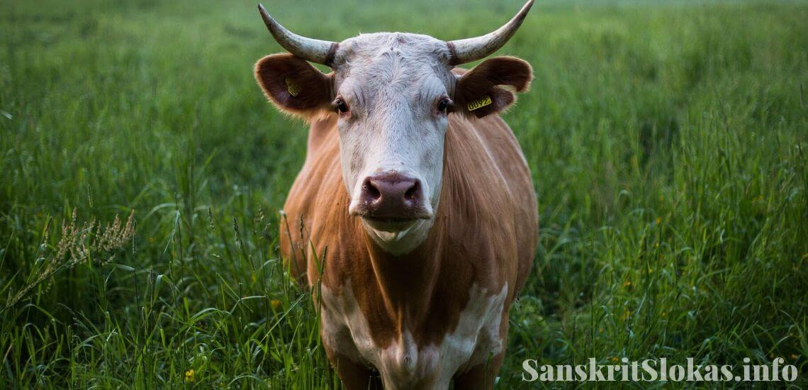 Sanskrit essay on cow