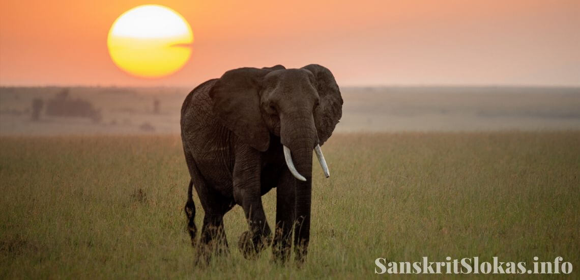 Sanskrit essay on elephant